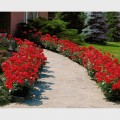 Trandafiri de parc (polyantha)