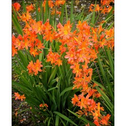 Crocosmia Peach Sunrise 