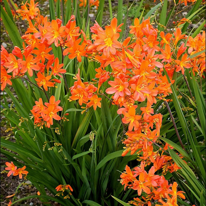 Crocosmia Peach Sunrise 