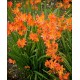 Crocosmia Peach Sunrise 