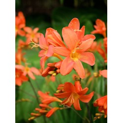 Crocosmia Peach Sunrise 