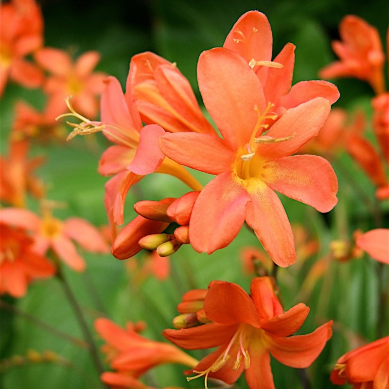 Crocosmia Peach Sunrise 