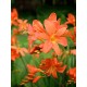 Crocosmia Peach Sunrise 