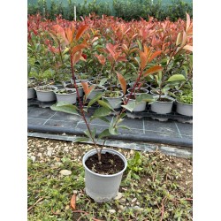 Gard viu Photinia RED ROBIN