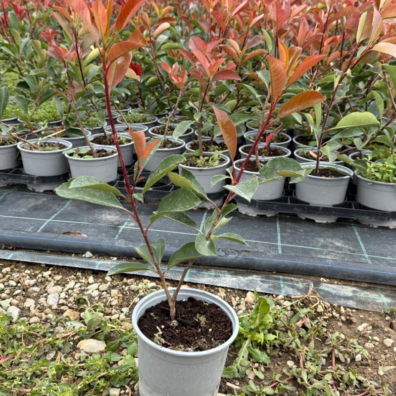 Gard viu Photinia RED ROBIN
