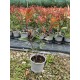 Gard viu Photinia RED ROBIN
