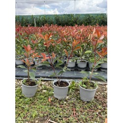 Gard viu Photinia RED ROBIN Pachet de 20buc