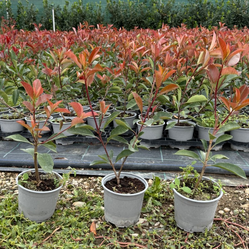 Gard viu Photinia RED ROBIN
