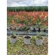 Gard viu Photinia RED ROBIN