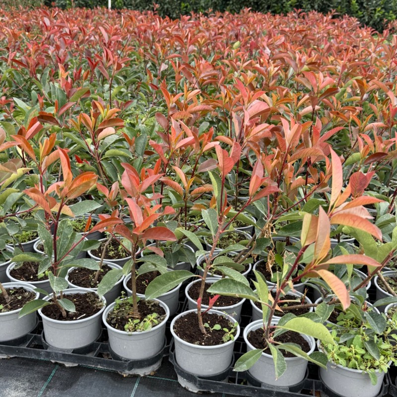Gard viu Photinia RED ROBIN