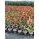 Gard viu Photinia RED ROBIN