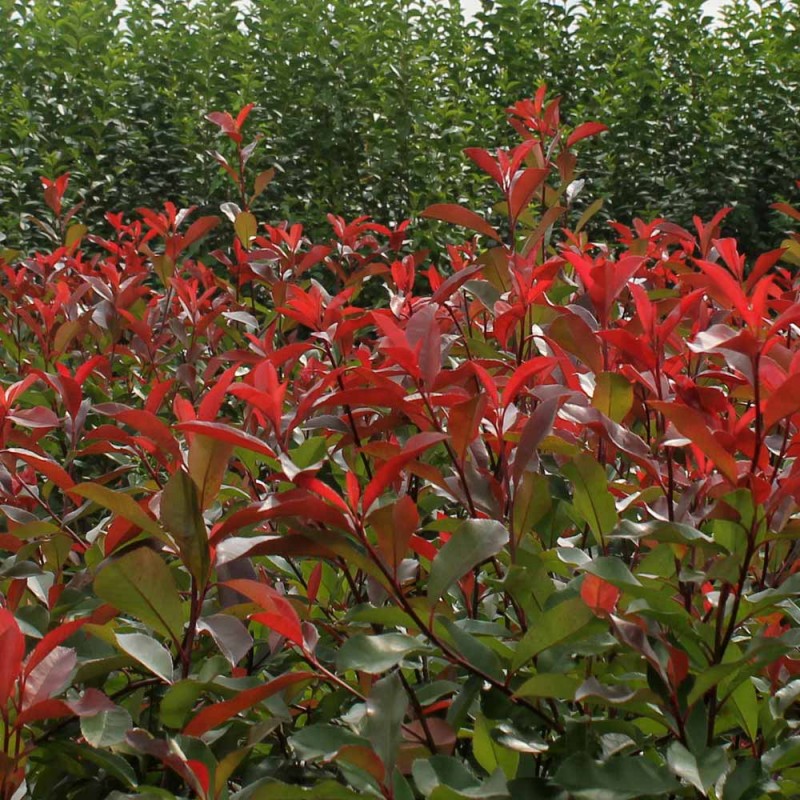 Gard viu Photinia RED ROBIN Pachet de 20buc