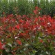Gard viu Photinia RED ROBIN Pachet de 20buc