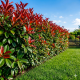 Gard viu Photinia RED ROBIN Pachet de 20buc