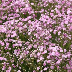 Gypsophila paniculata FESTIVAL® 'Pink Lady' – Floarea miresei roz