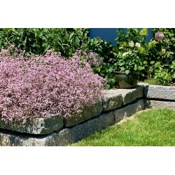 Gypsophila paniculata FESTIVAL® 'Pink Lady' – Floarea miresei roz