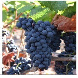 Viță de vie Pinot Noir
