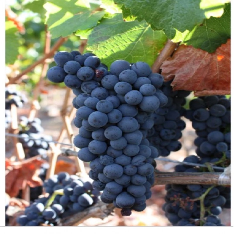 Viță de vie Pinot Noir