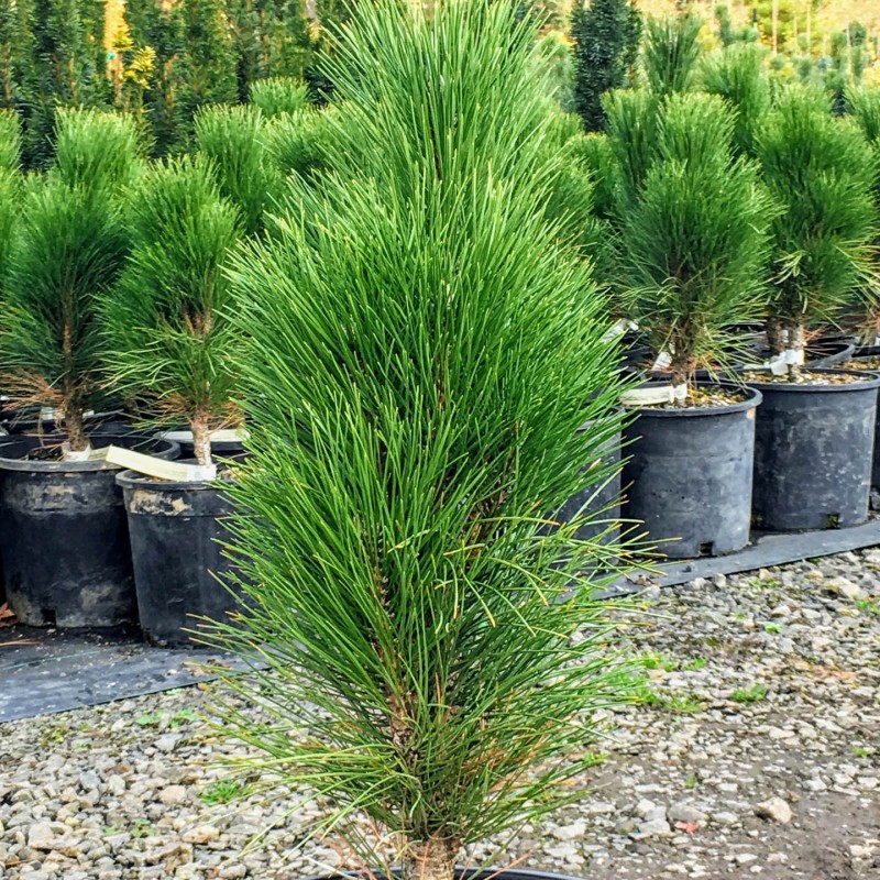 Pinus nigra ‘Green Tower’ - Pin Columnar