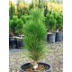 Pinus nigra ‘Green Tower’ - Pin Columnar
