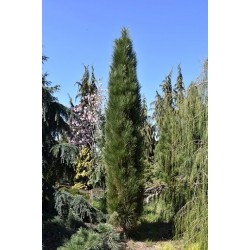 Pinus nigra ‘Green Tower’ - Pin Columnar