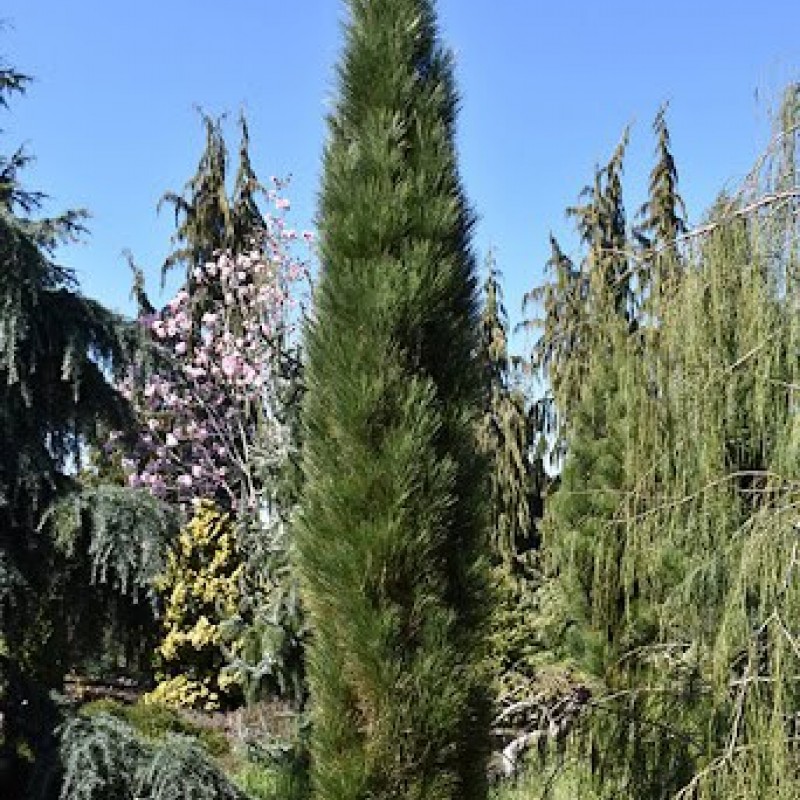 Pinus nigra ‘Green Tower’ - Pin Columnar