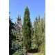 Pinus nigra ‘Green Tower’ - Pin Columnar