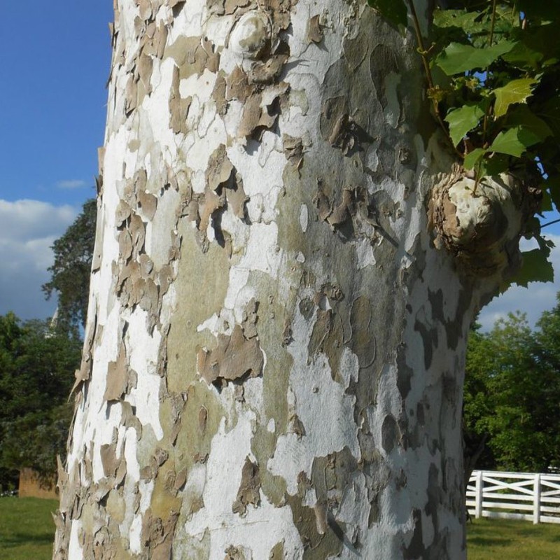 Platan englezesc ( Platanus acerifolia)
