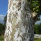 Platan englezesc ( Platanus acerifolia)