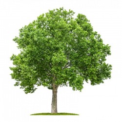 Platan englezesc ( Platanus acerifolia)