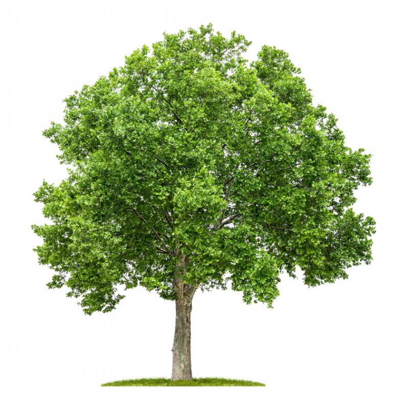 Platan englezesc ( Platanus acerifolia)