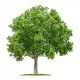 Platan englezesc ( Platanus acerifolia)