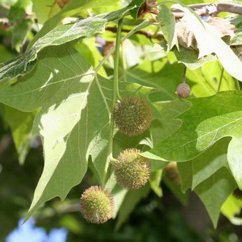 Platan englezesc ( Platanus acerifolia)
