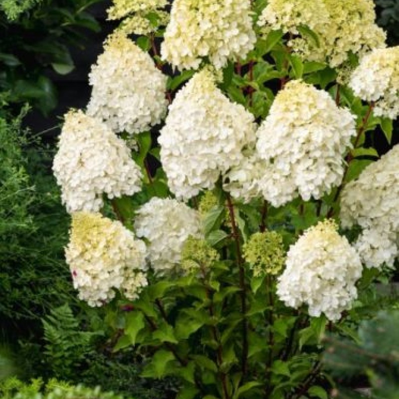 Hortensia Hydrangea paniculata 'Polar Bear' 30-40cm