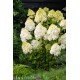 Hortensia Hydrangea paniculata 'Polar Bear' 30-40cm