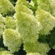 Hortensia Hydrangea paniculata 'Polar Bear' 30-40cm
