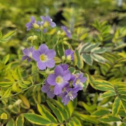 Polemonium pulcherrimum ‘Golden Feathers’