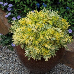 Polemonium pulcherrimum ‘Golden Feathers’