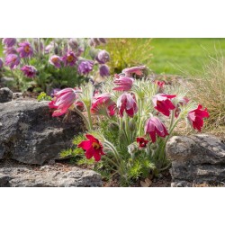 Pulsatilla vulgaris ‘Rote Glocke’- Floarea Paștelui