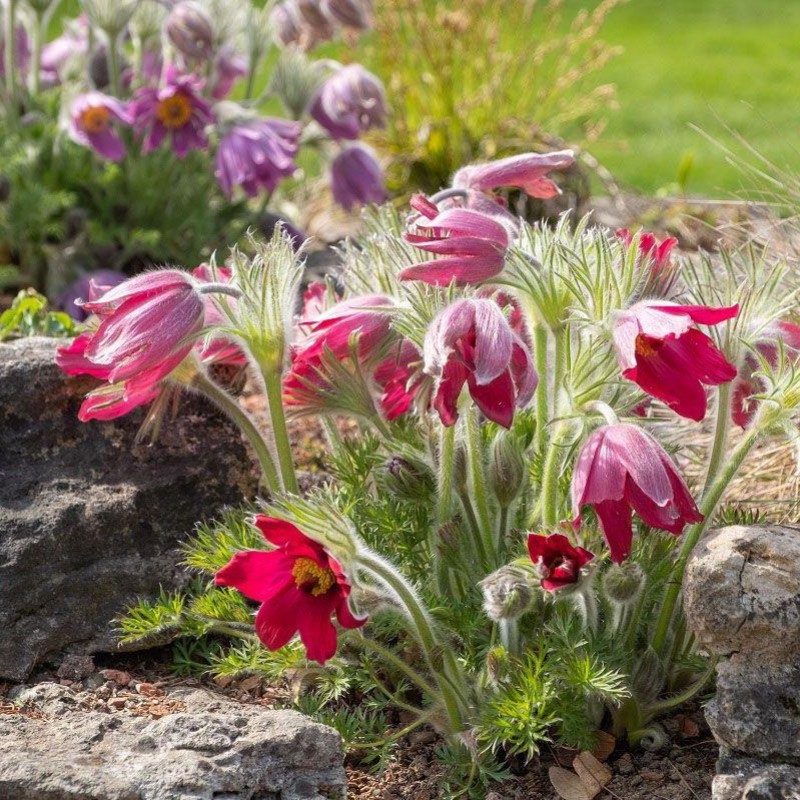 Pulsatilla vulgaris ‘Rote Glocke’- Floarea Paștelui