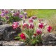 Pulsatilla vulgaris ‘Rote Glocke’- Floarea Paștelui