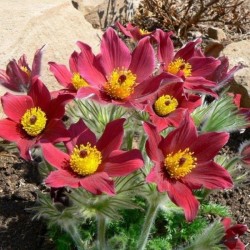 Pulsatilla vulgaris ‘Rote Glocke’- Floarea Paștelui