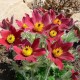 Pulsatilla vulgaris ‘Rote Glocke’- Floarea Paștelui
