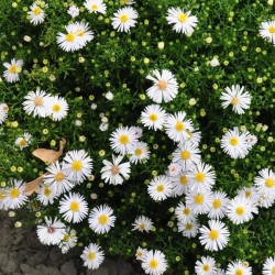 Aster de toamnă ‘Porzellan’ - Symphyotrichum novi-belgii ‘Porzellan’ 