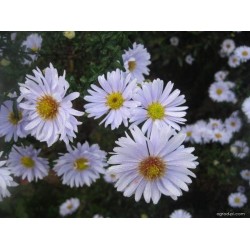 Aster de toamnă ‘Porzellan’ - Symphyotrichum novi-belgii ‘Porzellan’ 