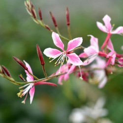 Oenothera lindheimeri ‘Siskiyou Pink’ – Gaura roz ‘Siskiyou Pink’