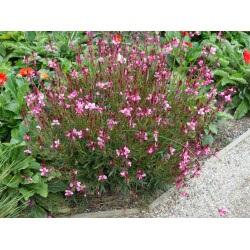 Oenothera lindheimeri ‘Siskiyou Pink’ – Gaura roz ‘Siskiyou Pink’