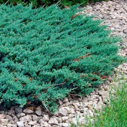 IENUPĂR TÂRÂTOR (Juniperus BLUE CHIP)  