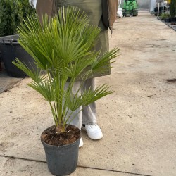 Chamaerops humilis ‘Compacta Vulcano’ - Palmier pitic