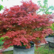 Artar Japonez Rosu (Acer palmatum Atropurpureum)